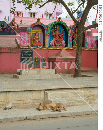 インド_野犬のいる街角風景 インド_野犬のいる街角風景 110560191