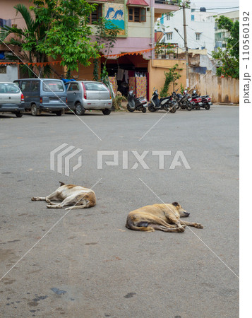 インド_野犬のいる街角風景 インド_野犬のいる街角風景 110560192