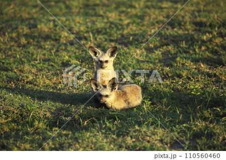 セレンゲティ国立公園のオオミミギツネの家族 セレンゲティ国立公園のオオミミギツネの家族 110560460