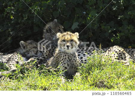 セレンゲティのチーターの家族 110560465