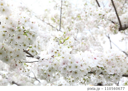 満開の桜太白 110560677