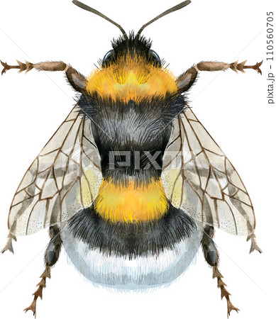 Bumblebee watercolor illustration. Watercolor painting art. Hand painted. 110560705