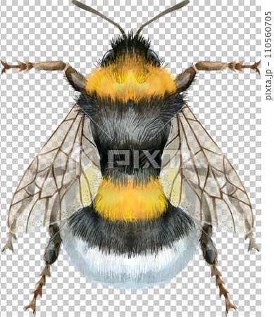 Bumblebee watercolor illustration. Watercolor painting art. Hand painted. Bumblebee watercolor illustration. Watercolor painting art. Hand painted. 110560705
