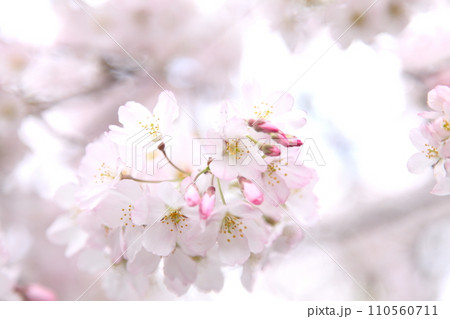 満開の桜神代曙 満開の桜神代曙 110560711