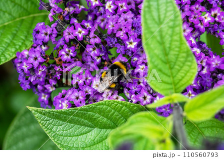 Bumblebee on a purple flower in spring 110560793