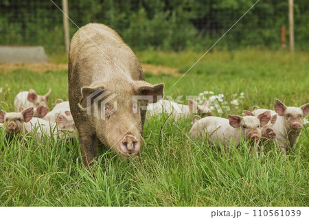 Eco pig farm in the field in Denmark Eco pig farm in the field in Denmark 110561039