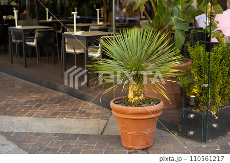 Mini tree palm on the street near the building. Pot with outdoor plants, Italy. Tree in a clay flowerpot against cafe, decoration in a restaurant Mini tree palm on the street near the building. Pot with outdoor plants, Italy. Tree in a clay flowerpot against cafe, decoration in a restaurant 110561217