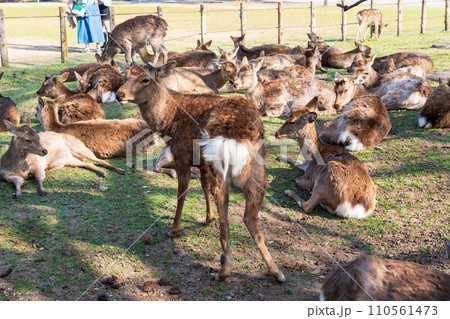 Deers in Nara park. Nara Prefecture, Japan. Deers in Nara park. Nara Prefecture, Japan. 110561473