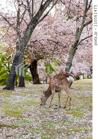 Deers in Nara park. Cherry blossoms in full bloom. Nara Prefecture, Japan. 110561475