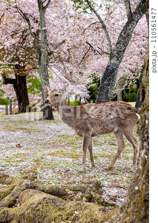 Deers in Nara park. Cherry blossoms in full bloom. Nara Prefecture, Japan. Deers in Nara park. Cherry blossoms in full bloom. Nara Prefecture, Japan. 110561477