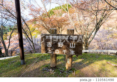 Nara, Japan - April 4, 2023 : Cherry blossoms in full bloom at Mount Yoshino, Yoshino-Kumano National Park. Nara, Japan - April 4, 2023 : Cherry blossoms in full bloom at Mount Yoshino, Yoshino-Kumano National Park. 110561490