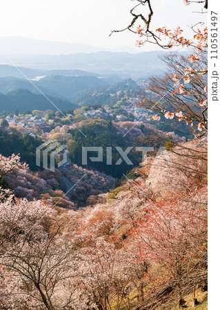 Cherry blossoms in full bloom at Mount Yoshino, Yoshino-Kumano National Park. Yoshino District, Nara Prefecture, Japan. 110561497