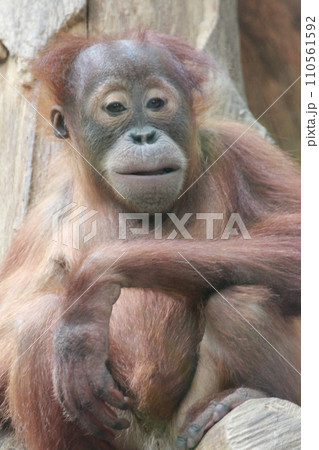 orangutans   (Pongo) 110561592