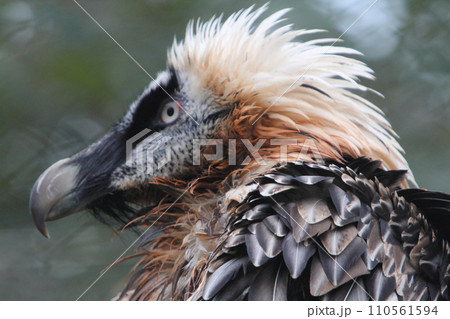 Bearded Vulture (Gypaetus barbatus) Bearded Vulture (Gypaetus barbatus) 110561594