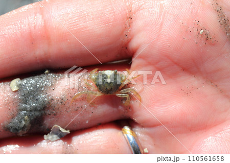 Beach crab (Carcinus maenas) Beach crab (Carcinus maenas) 110561658