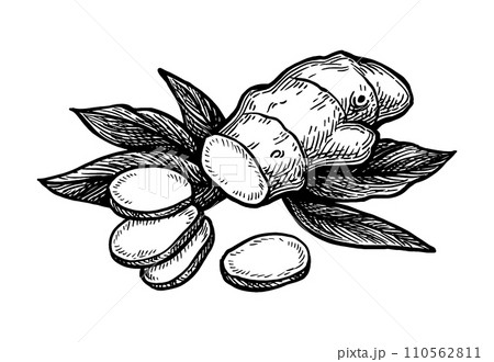 Ink sketch of ginger root with slices and leaves. Ink sketch of ginger root with slices and leaves. 110562811