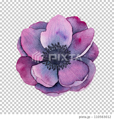 anemone flowers in Bright purple colors. Hand drawn Watercolor floral illustration isolated on on white. Botanical art for wedding anniversary, birthday, invitations 110563012