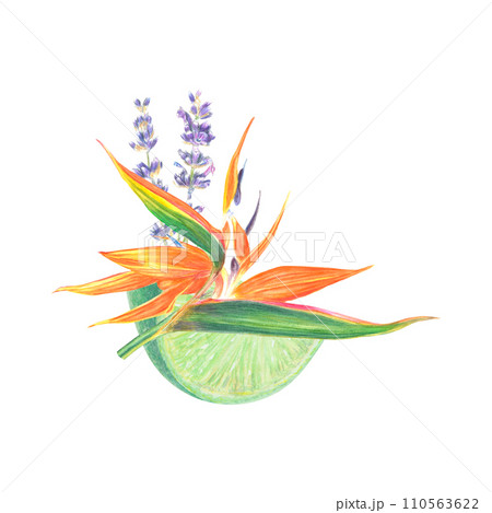 Watercolor composition illustration of Strelitzia, lavender, lime and leaves, tropical flower composition on a white background 110563622