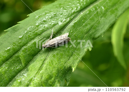 The grain moth sits on a leaf. 110563792