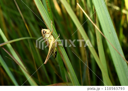 A green grasshopper insect hides in the green grass. A green grasshopper insect hides in the green grass. 110563793