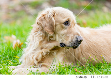 Portrait of lovely labrador retriever of a breed that predominantly with a yellow coat, dog animal concept 110564086