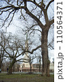Riga in winter, view of the Statue of Liberty through a pattern of trees against a blue sky. Riga, Latvia. High quality photo 110564371
