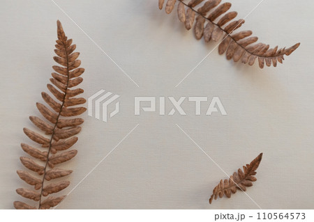 Dry fern leaves on a light background with space for text. Dry fern leaves on a light background with space for text. 110564573