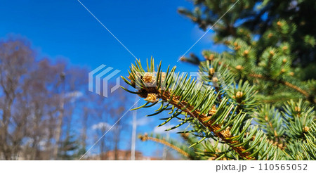 A fir branch with young shoots against a blue sky background. 110565052