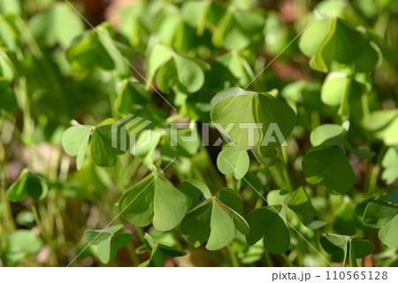 カタバミ　葉模様 110565128