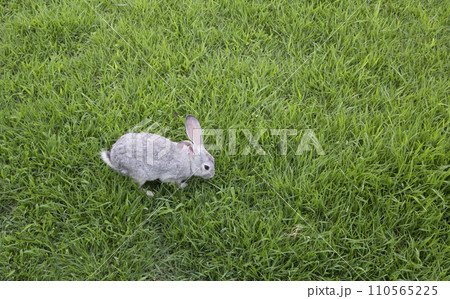 grey rabbit on green grass 110565225