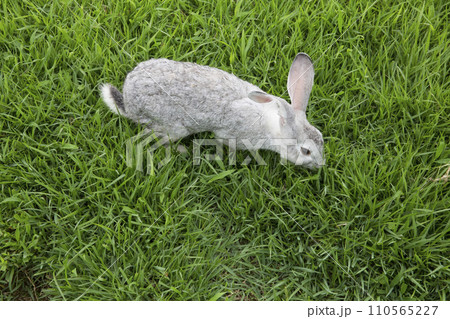 grey rabbit on green grass 110565227