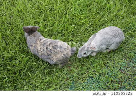 rabbit on green grass 110565228