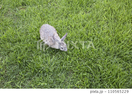 grey rabbit on green grass 110565229