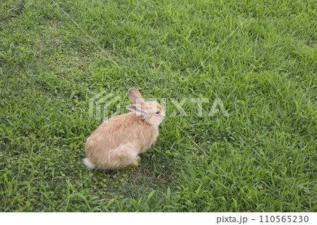 white rabbit on green grass 110565230