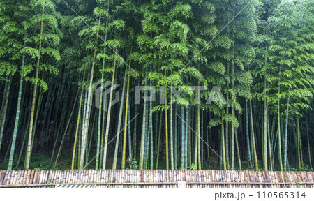 bamboo forest with bamboo 110565314