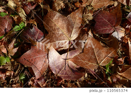 枯葉　落葉 110565374