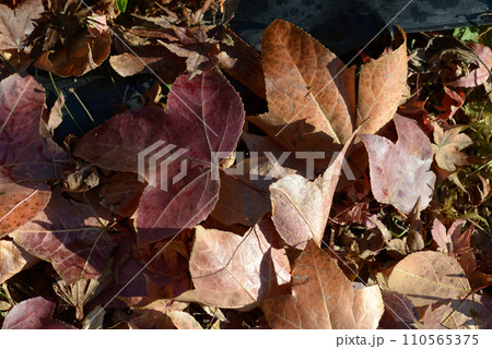 枯葉　落葉 110565375