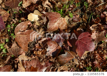 枯葉　落葉 110565376