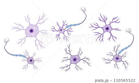 Brain neuron symbol. Neural cell - medical body health. Physiology structure and system, human anatomy and biology. Scientific biological nervous organ 110565522