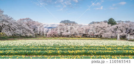 「山梨県」実相寺の桜と約8万本のラッパ水仙 110565543