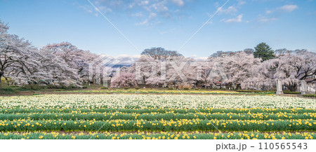 「山梨県」実相寺の桜と約8万本のラッパ水仙 「山梨県」実相寺の桜と約8万本のラッパ水仙 110565543
