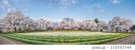 「山梨県」実相寺の桜と約8万本のラッパ水仙 「山梨県」実相寺の桜と約8万本のラッパ水仙 110565544