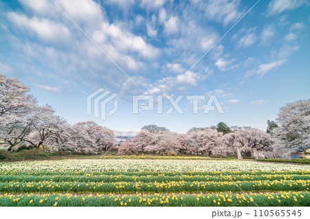 「山梨県」実相寺の桜と約8万本のラッパ水仙 110565545