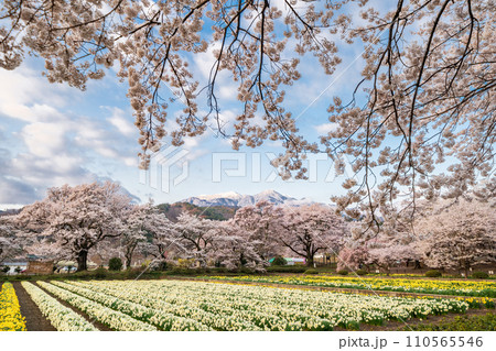「山梨県」実相寺の桜と約8万本のラッパ水仙 110565546