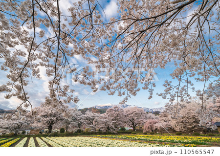 「山梨県」実相寺の桜と約8万本のラッパ水仙 110565547