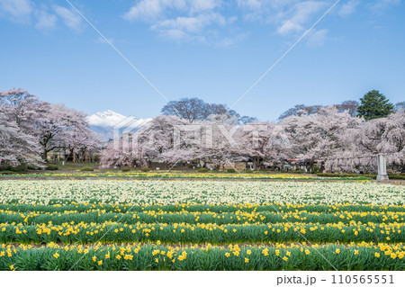 「山梨県」実相寺の桜と約8万本のラッパ水仙 「山梨県」実相寺の桜と約8万本のラッパ水仙 110565551