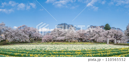 「山梨県」実相寺の桜と約8万本のラッパ水仙 110565552