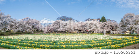 「山梨県」実相寺の桜と約8万本のラッパ水仙 110565553