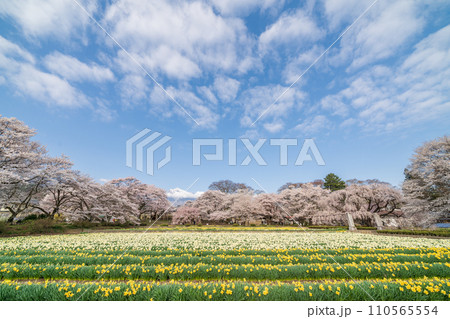 「山梨県」実相寺の桜と約8万本のラッパ水仙 110565554