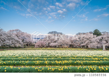 「山梨県」実相寺の桜と約8万本のラッパ水仙 「山梨県」実相寺の桜と約8万本のラッパ水仙 110565556